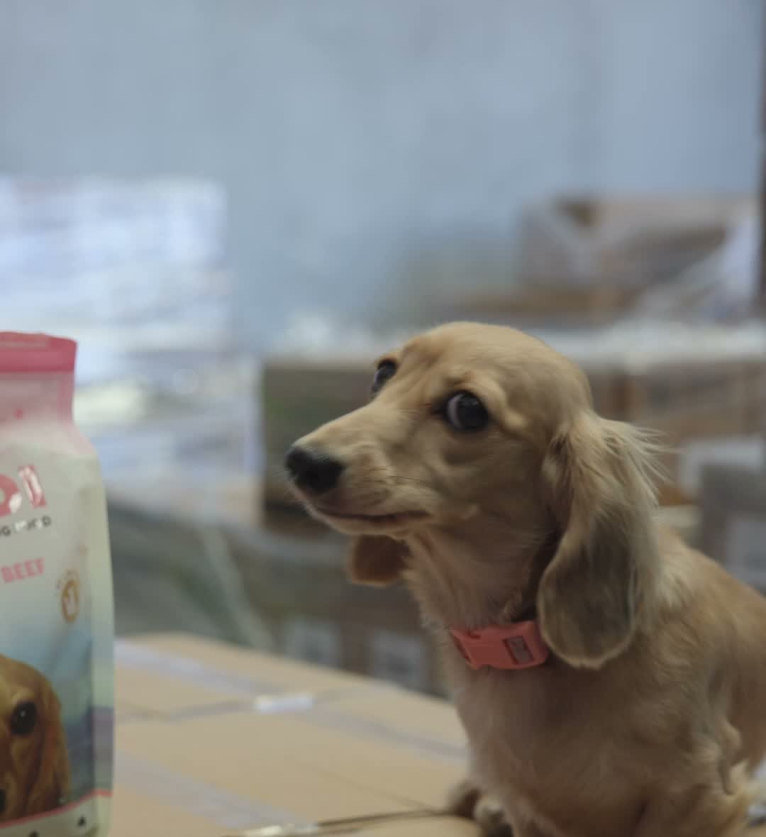 Dachshund next to Air Proudi pet food packaging